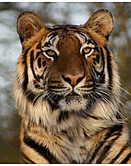 Big Cat Encounter Weekends