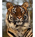 Big Cat Encounter Weekends