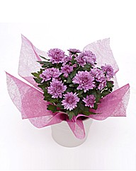 Mothers Day Flowers and Ceramic Pot
