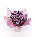 Mothers Day Flowers and Ceramic Pot