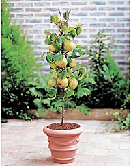 Dwarf Pear Tree - Doyenne