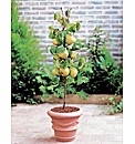 Dwarf Pear Tree - Doyenne