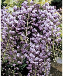 Wisteria Sinensis Pink Rain