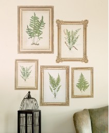Fern Pictures Pack of 5