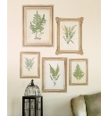 Fern Pictures Pack of 5