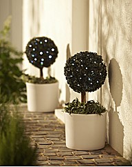 Solar Bay Tree - Buy 1 Get 1 Free