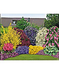 40 Plants + 5 free Shrubs