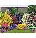 40 Plants + 5 free Shrubs