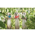 Three Meerkats on Stakes