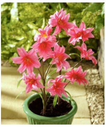 Set of 2 Solar Flower Bouquet Stem Light