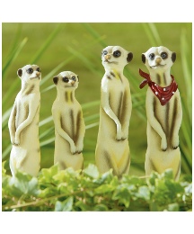 Solar Meerkat Family