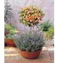 Meilandina Miniature Rose Collection