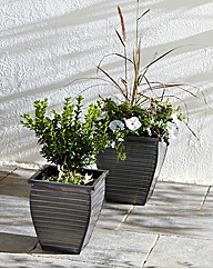 Set of Two Zinc Planters