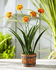 Solar Flowers in a Pot