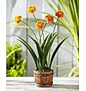 Solar Flowers in a Pot