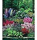 60 Cottage Garden plants