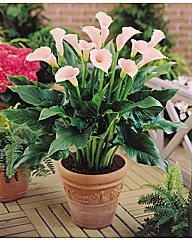 Zantedeschia Nile Lily