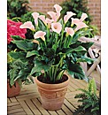 Zantedeschia Nile Lily