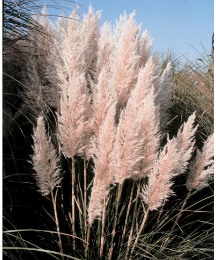 Pampas Grass Collection
