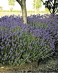 Aphid Repelling Lavender Pack 5
