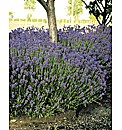 Aphid Repelling Lavender Pack 5