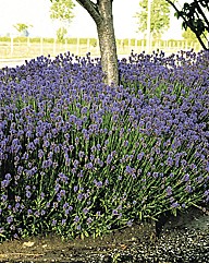 Aphid Repelling Lavender Pack 20