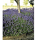 Aphid Repelling Lavender Pack 20