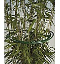 Bush Holder Rings Pack of 6