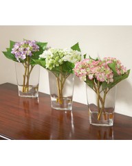 Lacecap Hydrangea in Vase