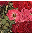 Joanna Sheen Real Roses