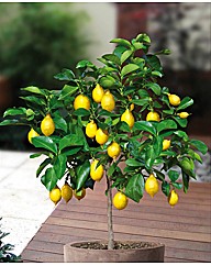 Lemon tree Standard