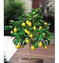 Lemon tree Standard
