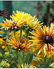 Rudbeckia hirta Chim Chiminee