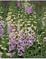 Digitalis purpurea Camelot Lavender