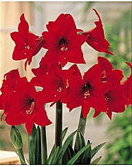 Hippeastrum Amaryllis Rapido