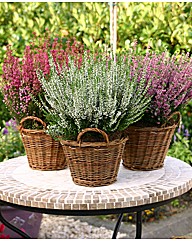 3 Heather Set Collection