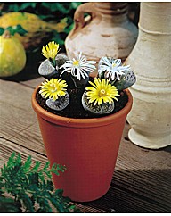 Lithops Living Stone Set