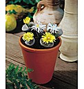 Lithops Living Stone Set