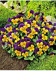 Viola Sorbet Orange Duet Growth Kit