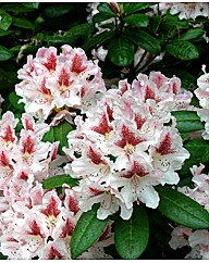 Rhododendron Sappho