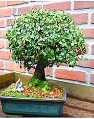 Bonsai Elm parfivola Broom Style 9 yr