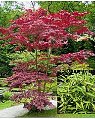 Acer Atropurpurea + Bamboo