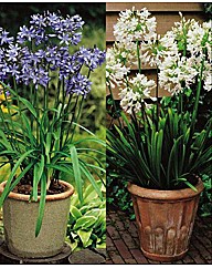 2 Agapanthus combo Blue/White