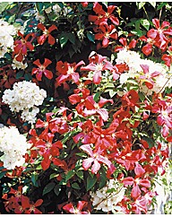 Clematis Madame Julia Correvon