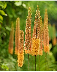 Eremurus Pinocchio