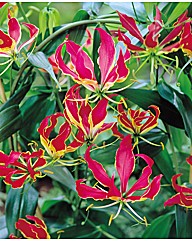 Gloriosa superba Rothschildiana