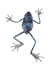 Metal 3D Frog Wall Sculpture