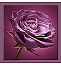 Plum On Plum Rose Wall Art