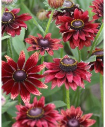 3 Rudbeckia Cherry Brandy