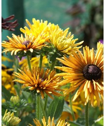 3 Rudbeckia Chim Chiminee